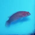 Ложнохромис волнистый голубополосый Pseudochromis cyanotaenia Surge dottyback, Blue-striped Dottyback